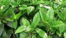 灑金桃葉珊瑚 灑金桃葉珊瑚