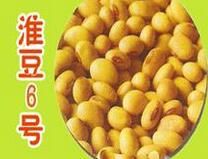 淮豆6號 淮豆6號