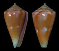 小茶花芋螺 小茶花芋螺