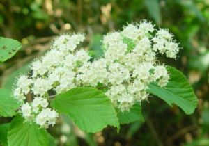 騰越莢蒾 騰越莢蒾