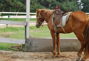 上海太陽島騎馬俱樂部