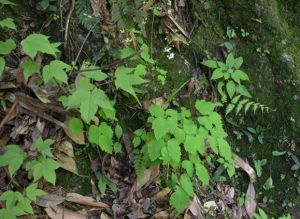 興山唐松草 興山唐松草