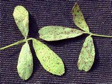 蒺藜狀苜蓿 蒺藜狀苜蓿