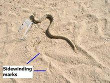 運用側行式移動的鋸鱗蝰