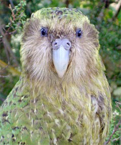 政府發言鳥鸚鵡賽洛克