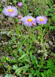 多舌飛蓬 多舌飛蓬