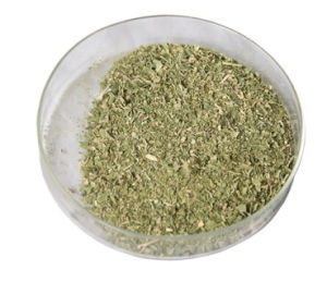 製作好的羅布麻茶