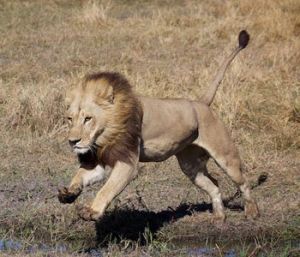 如本圖所示，這頭長有鬃毛的母獅看起來非常像雄獅。這是非洲罕見的鬃毛雌獅，帶有突變的雄型特徵，甚至能迷惑競爭者。儘管鬃毛雌獅非常罕見，但在波札那奧卡萬戈三角洲的Mombo地區卻時有發現。專家介紹說，根據這一現象，那裡的獅子物種可能會帶有這種遺傳傾向。