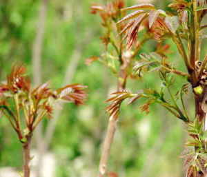 香椿[無患子目楝科植物]