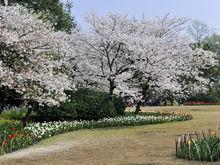 太子灣公園櫻花