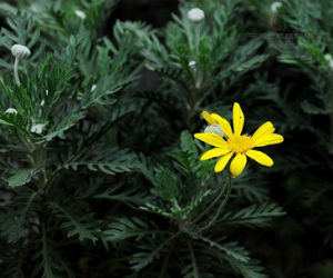 春黃菊族 春黃菊族