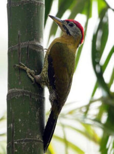 花腹啄木鳥 花腹啄木鳥