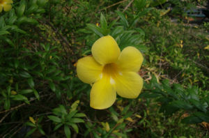 尖苞苔草 尖苞苔草