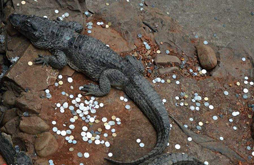 投幣祈福 投幣祈福