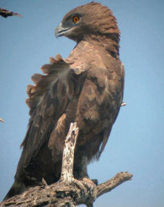 灰短趾雕 灰短趾雕