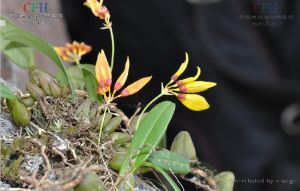 蘚葉卷瓣蘭(原變種) 蘚葉卷瓣蘭(原變種)