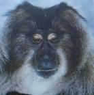 絨毛蛛猴 絨毛蛛猴