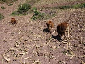 托吾甸村畜牧養殖