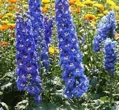 尖裂密葉翠雀花 尖裂密葉翠雀花