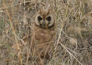 沼澤耳鴞 沼澤耳鴞