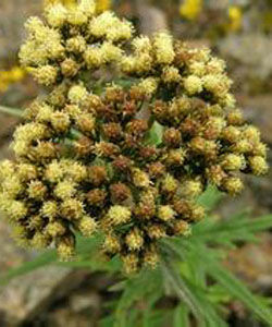 櫟葉亞菊 櫟葉亞菊