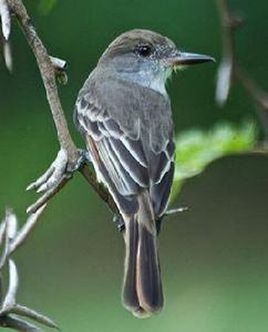 格林那達蠅霸鶲 格林那達蠅霸鶲