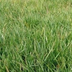 弱須羊茅 弱須羊茅