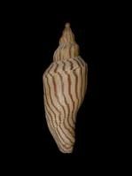 閃電渦螺 閃電渦螺