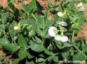 對葉香豌豆 對葉香豌豆