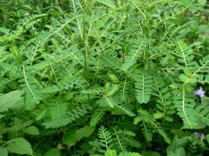 毛果葉下珠 毛果葉下珠