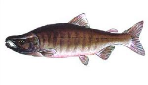 大馬哈魚(Oncorhynchus keta;big pacificsalmon) 大馬哈魚(Oncorhynchus keta;big pacificsalmon)