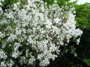 大花虎耳草 大花虎耳草