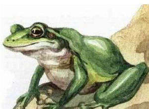 古巴雨蛙 古巴雨蛙