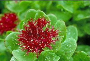 線萼紅景天 線萼紅景天