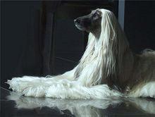 阿富汗獵犬頭部