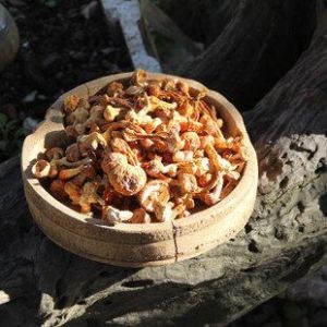 烤姬松茸 烤姬松茸