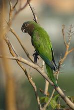 褐喉錐尾鸚鵡委內瑞拉亞種 褐喉錐尾鸚鵡委內瑞拉亞種