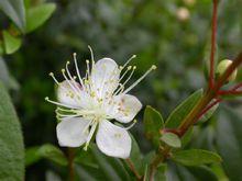 香桃木屬植物：香桃木