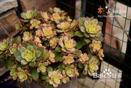 蓮花掌屬 蓮花掌屬