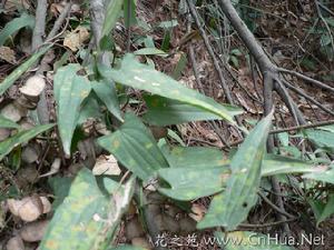 日本薯蕷 日本薯蕷