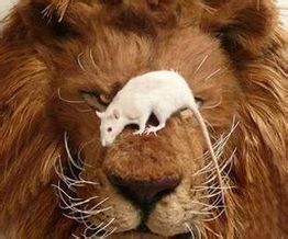 蹬鼻子上臉 蹬鼻子上臉