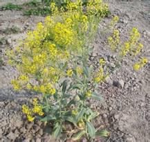 絨毛藍葉藤 絨毛藍葉藤