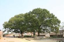 千年古樟 千年古樟