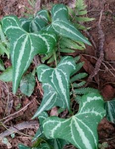 三角葉薯蕷 三角葉薯蕷