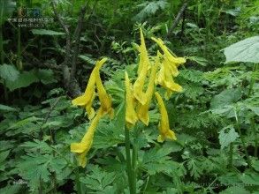 橢果黃堇 橢果黃堇