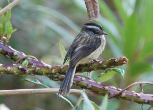 須雀霸鶲 須雀霸鶲