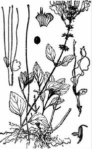 貓須草[管狀花目唇形科植物]