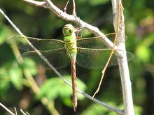 蜻蜓[差翅亞目昆蟲]