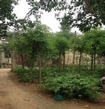 中國銀杏樹網 中國銀杏樹網