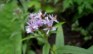 銀鱗紫菀 銀鱗紫菀